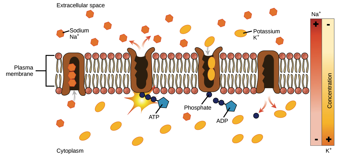 Which Term Describes the Difference in Electrical Charge Across a Membrane?